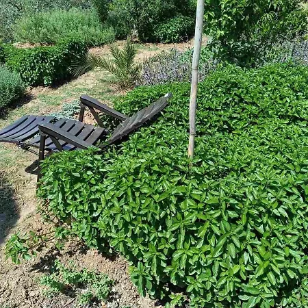 Vilă The With The Aromatic Herbs *