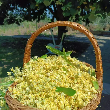 Vilă The With The Aromatic Herbs *