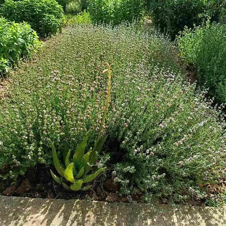 The With The Aromatic Herbs * Agia Triada (Thessaloniki)