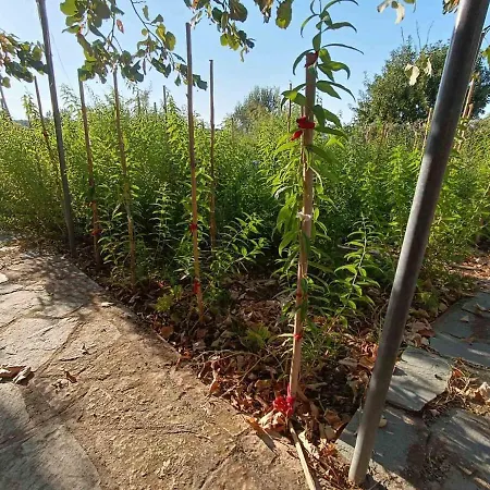 Vilă The With The Aromatic Herbs Agia Triada (Thessaloniki)
