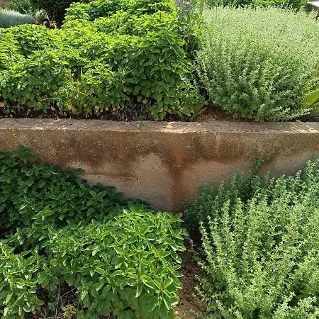 The With The Aromatic Herbs Vilă
