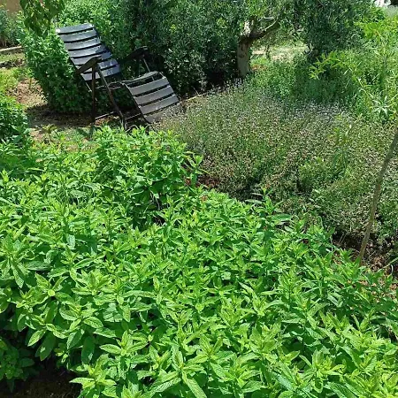 The With The Aromatic Herbs Agia Triada (Thessaloniki)