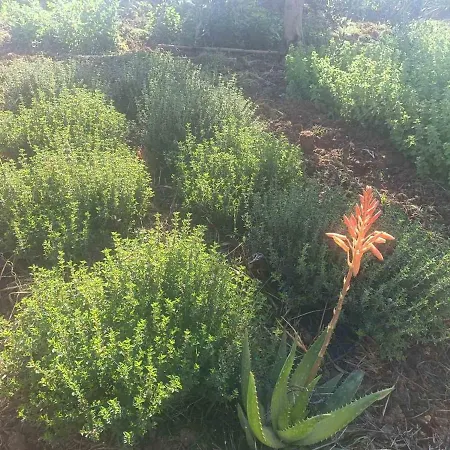 Vilă The With The Aromatic Herbs