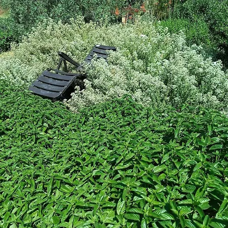 The With The Aromatic Herbs