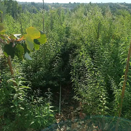 Vilă The With The Aromatic Herbs