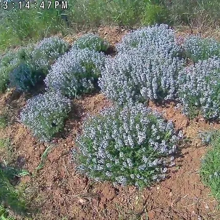 The With The Aromatic Herbs