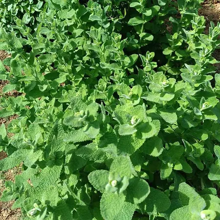 Vilă The With The Aromatic Herbs
