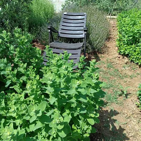 Villa The With The Aromatic Herbs