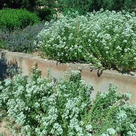 The With The Aromatic Herbs Agia Triada (Thessaloniki)