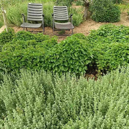 Vilă The With The Aromatic Herbs