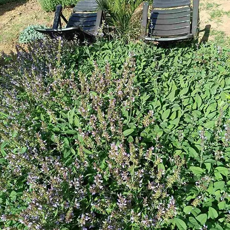 Villa The With The Aromatic Herbs *