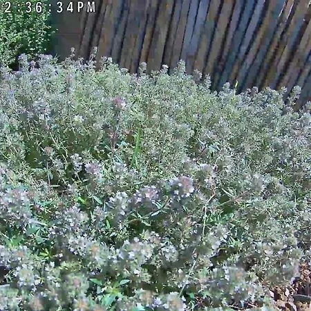 The With The Aromatic Herbs