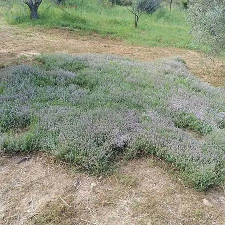 The With The Aromatic Herbs *