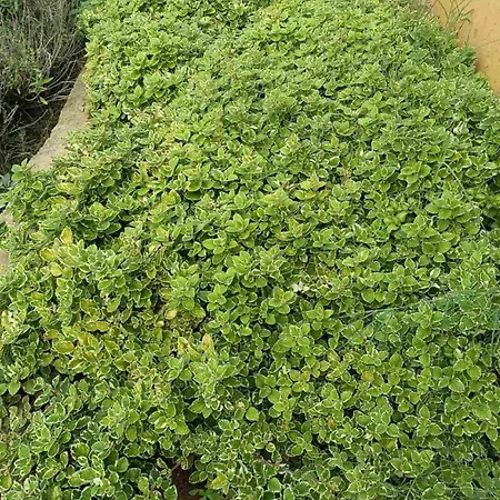 Villa The With The Aromatic Herbs *