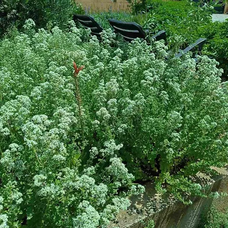 Vilă The With The Aromatic Herbs *