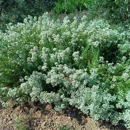 The With The Aromatic Herbs *