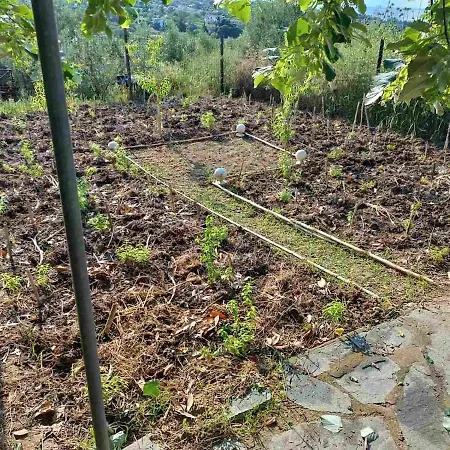 The With The Aromatic Herbs